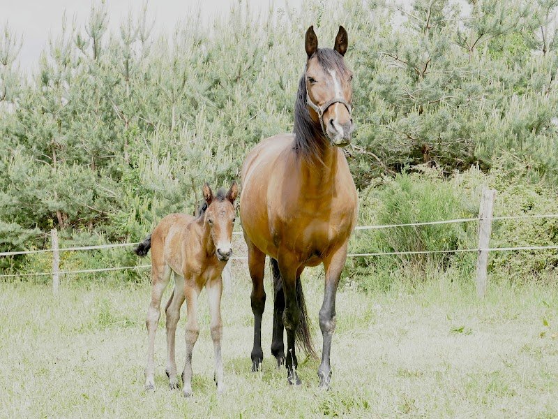 Elevage de la Terrasserie, chevaux "Lusitanien"
