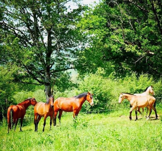 Elevage de la Terrasserie, chevaux "Lusitanien" - photo 2