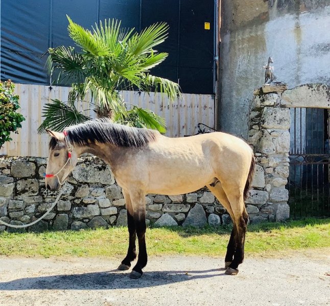 Elevage de la Terrasserie, chevaux "Lusitanien" - photo 3