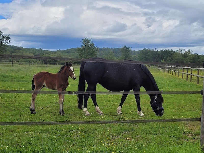 Haras près Clermont-Ferrand - Haras d'Elah