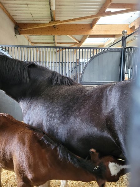 Haras près Clermont-Ferrand - Haras d'Elah - photo 3