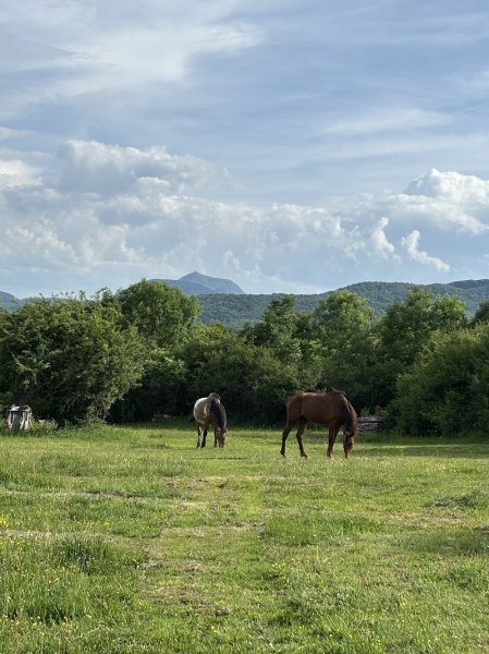 Les Chevaux des Bisettes - photo 2