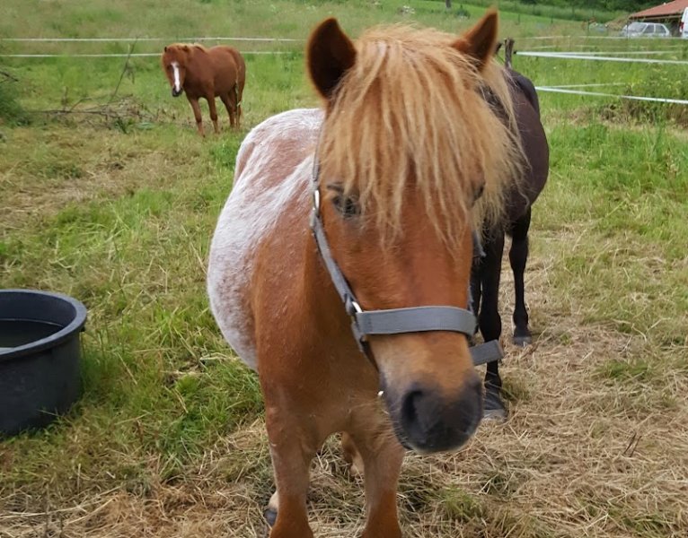 PONY RUN RUN - photo 1