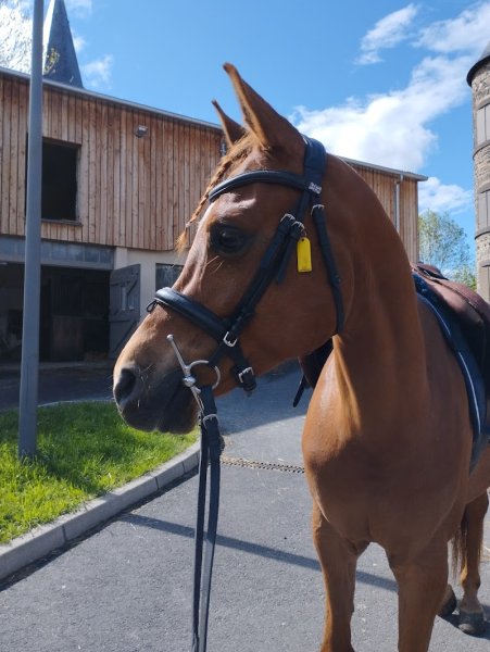 Centre Équestre Rallye Saint-Gènes - photo 3