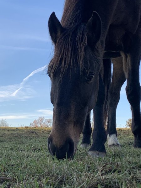 Ecurie d'Ambur - photo 3