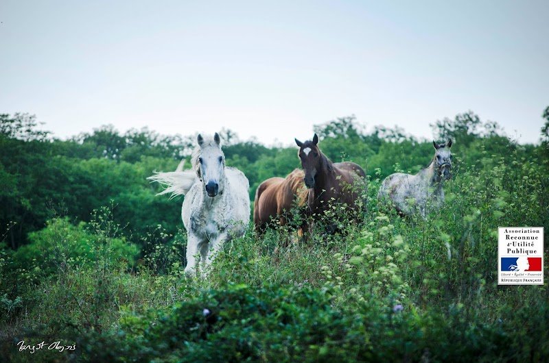 SOS Cheval - photo 2