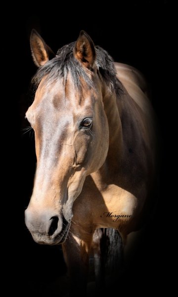Centre Hippique du Val d'Orcet - photo 3