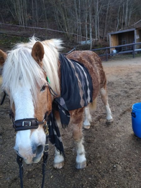 LE PONEY CERNAISE - photo 2