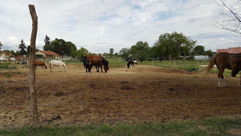 Poney club Ambre - photo 3