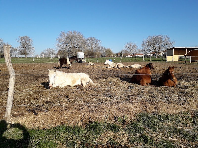 Punky Pony Club - photo 3