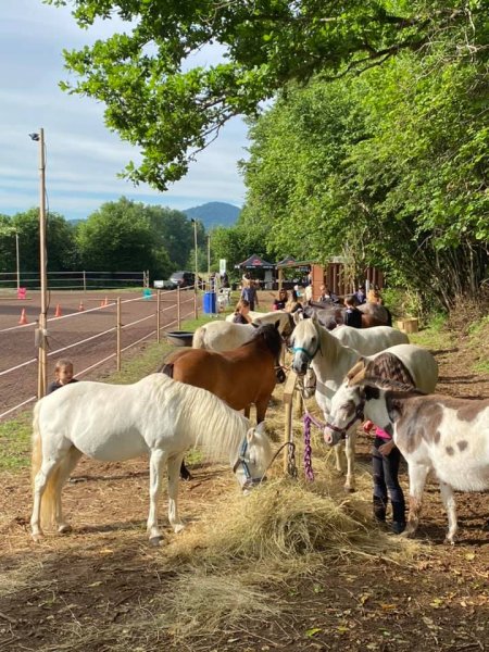 Les poneys des volcans - photo 3