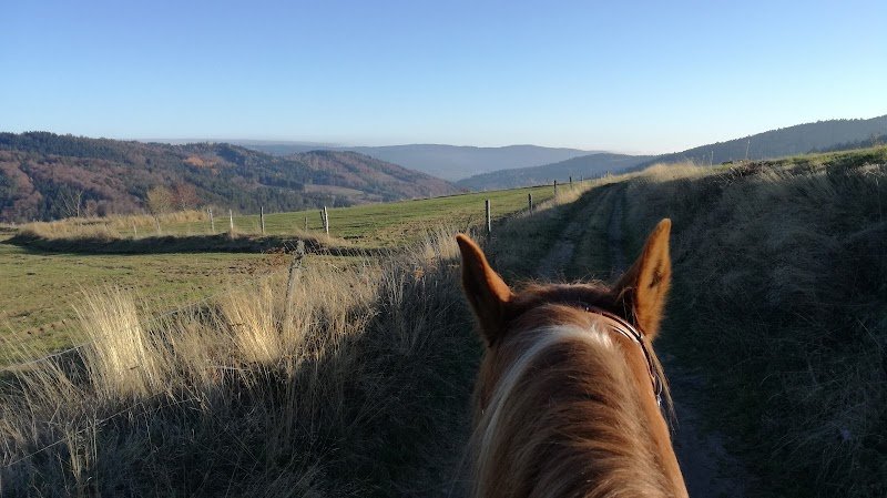 Gîte et Ferme Equestre de Montcodiol Delphine Gourbière - photo 2