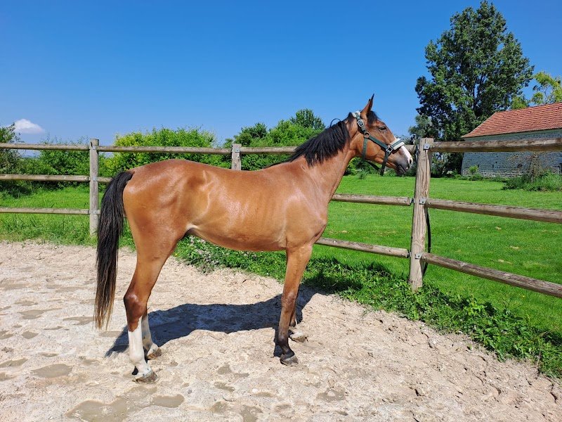 Écurie Granero - Domaine de la Motte - photo 3