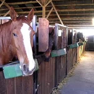 Ecuries de Deux-Villes - photo 3