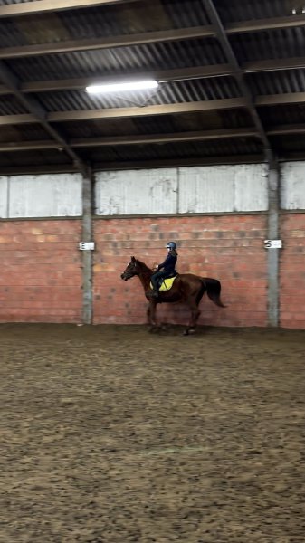 Ecurie«Dessine-moi Un Cheval» - photo 2