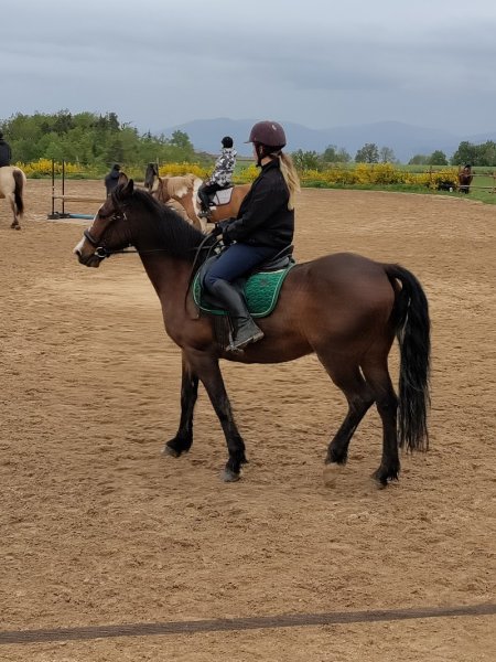 Ferme Équestre & Pédagogique de Chantaigut - photo 3