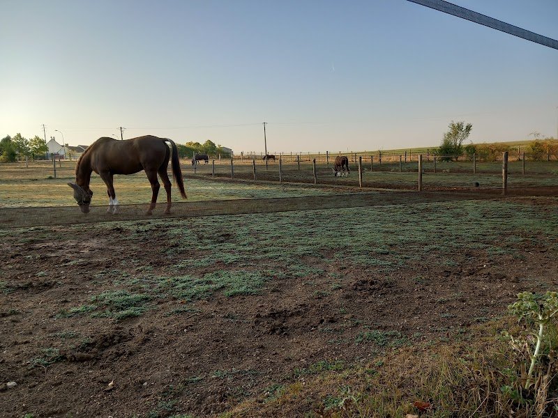Écurie Vincent Morin - photo 2