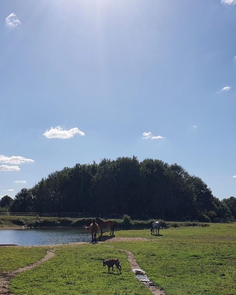 ecurie pierre delcros