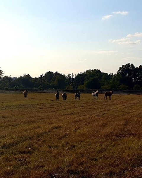 ecurie pierre delcros - photo 2