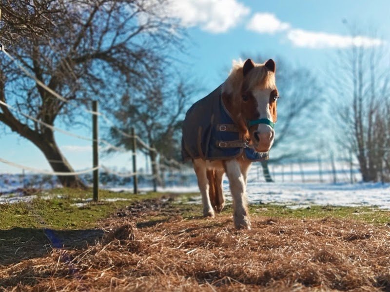 Les écuries du Fay - SAMPIC Erwanna - photo 2