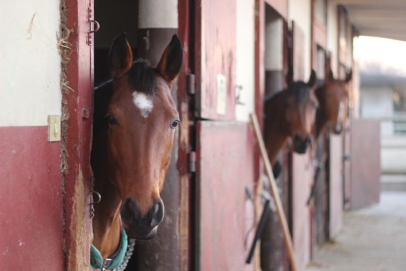 Centre équestre Lyon Parilly - photo 1