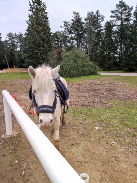 Centre équestre Lyon Parilly - photo 2
