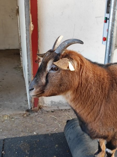 Centre équestre Lyon Parilly - photo 3