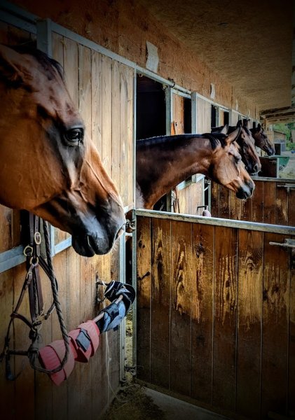 PONEY CLUB DU VAL DE SAONE - Centre Equestre de Lyon - photo 2