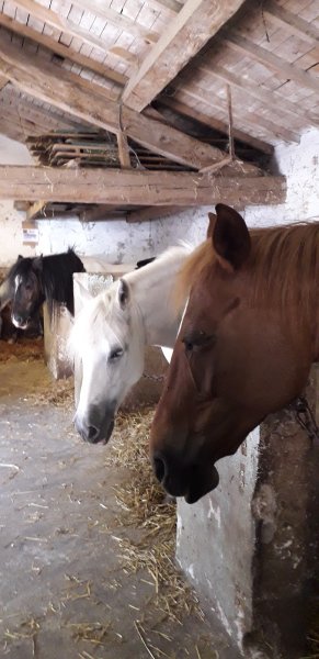 PONEY CLUB DU VAL DE SAONE - Centre Equestre de Lyon - photo 3