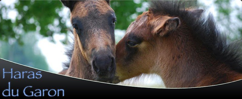 Haras du garon - photo 1