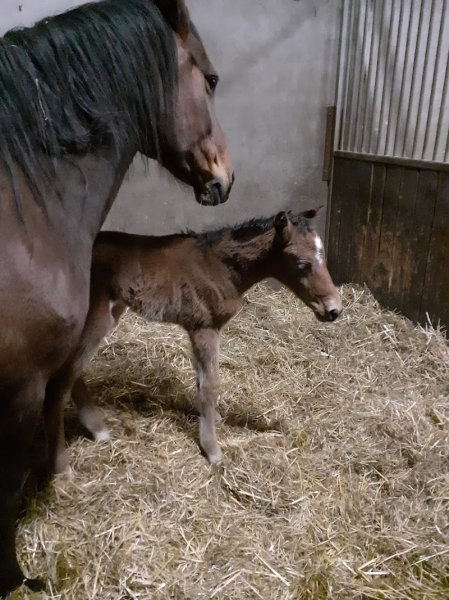 Haras du garon - photo 2