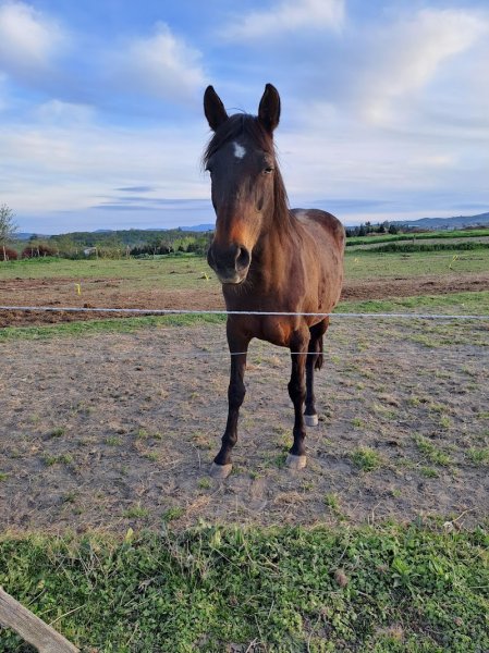 Haras du garon - photo 3