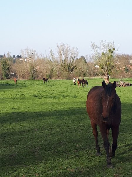 Écuries Claude Vermorel - photo 3
