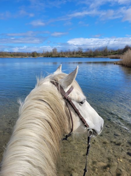 CHEVAL AVENTUR - photo 2