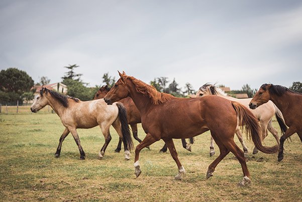 Ecuries Balaska - photo 2