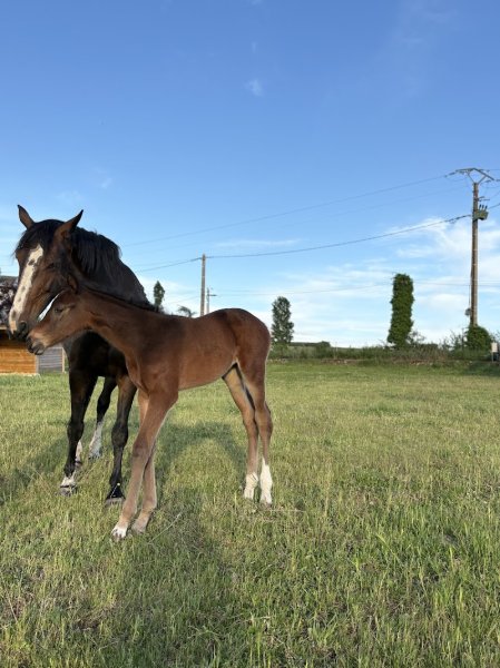 ECURIE GRILLON - photo 1