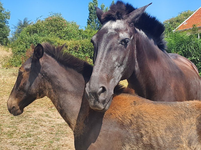 Ecurie du Poirier - photo 1