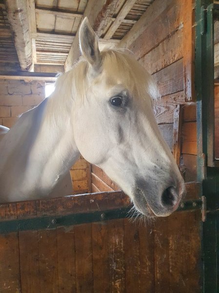 Ecurie du Poirier - photo 2