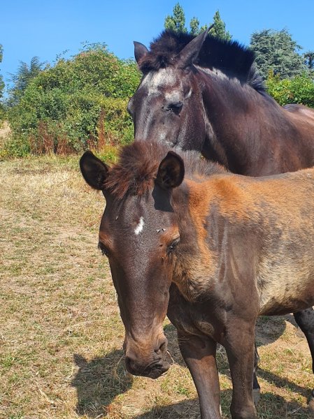 Ecurie du Poirier - photo 3