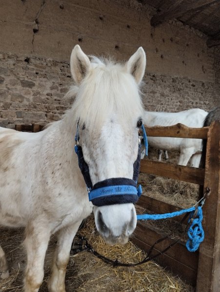 Ecurie de la cozonnière - photo 3