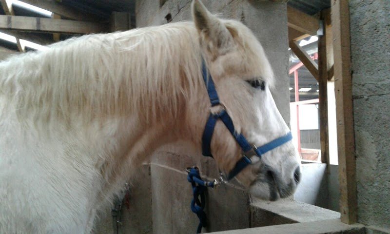 Poney Club de l'Ecluse - photo 1