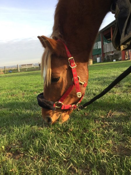 Poney Club de l'Ecluse - photo 2