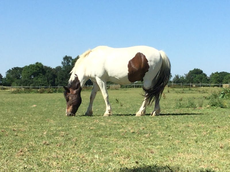 Poney Club de l'Ecluse - photo 3