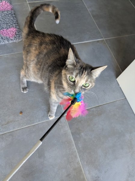 Pension Félibelle - photo 2