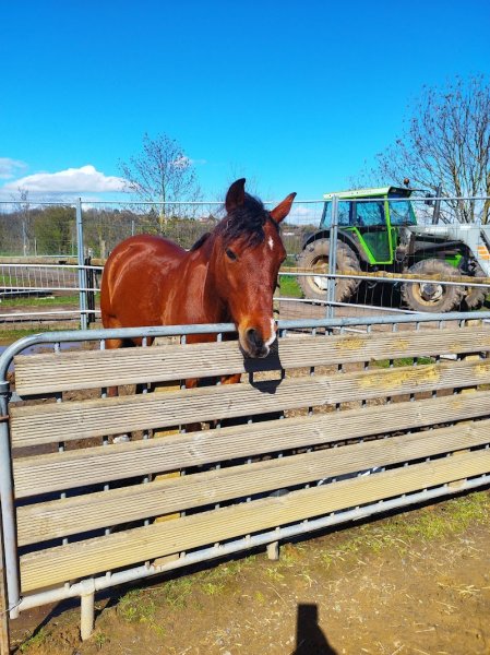 Centre équestre - Écuries de Bois Dieu - photo 1