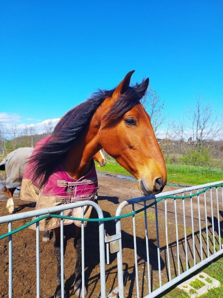 Centre équestre - Écuries de Bois Dieu - photo 2