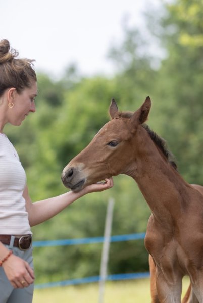 Ecurie Eloïse Viricel - photo 2
