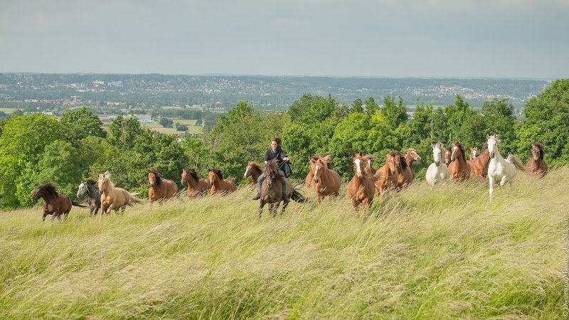 Horse Escape - photo 1