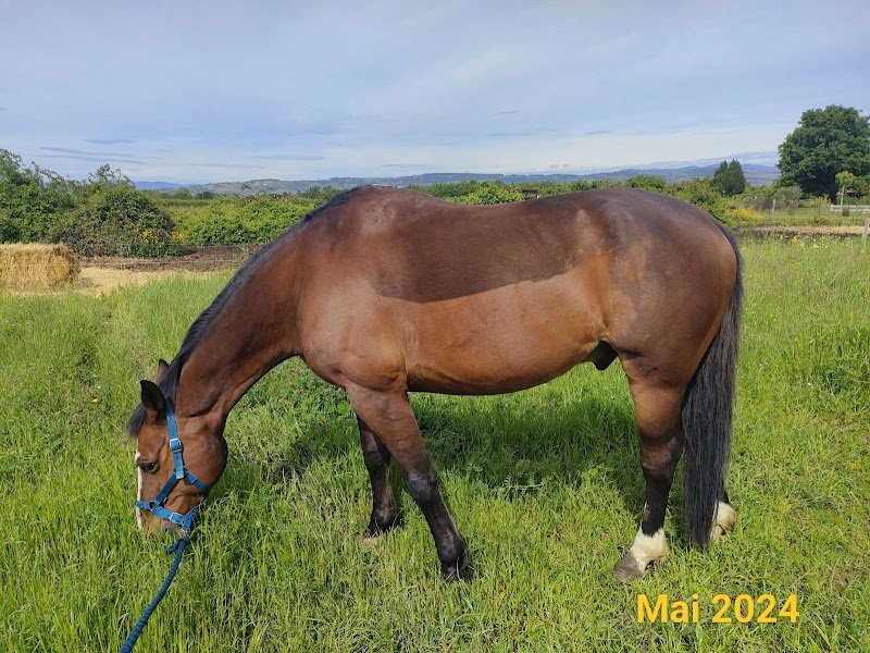 Poney Club Du Grand Celard - photo 3