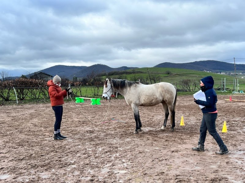 Charlotte Pantos - Ferme équestre éthologique & pédagogique - photo 2